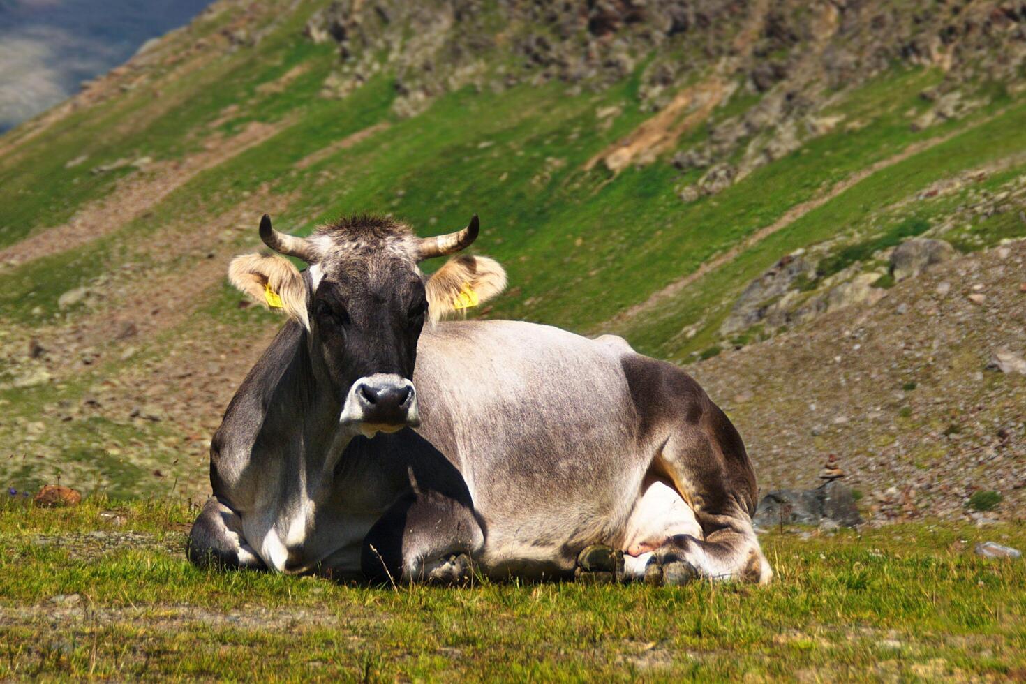 Amidst Tranquility Cow Resting in the Deep Field photo