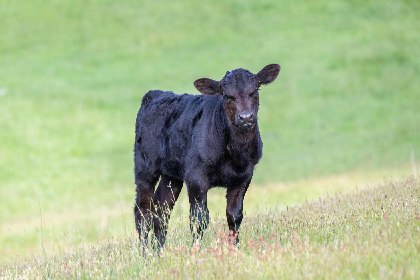 Purple Calf Charms The Beauty of Uniqueness photo