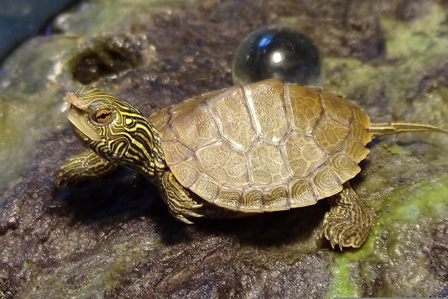 Turtle Swimming Slowly photo