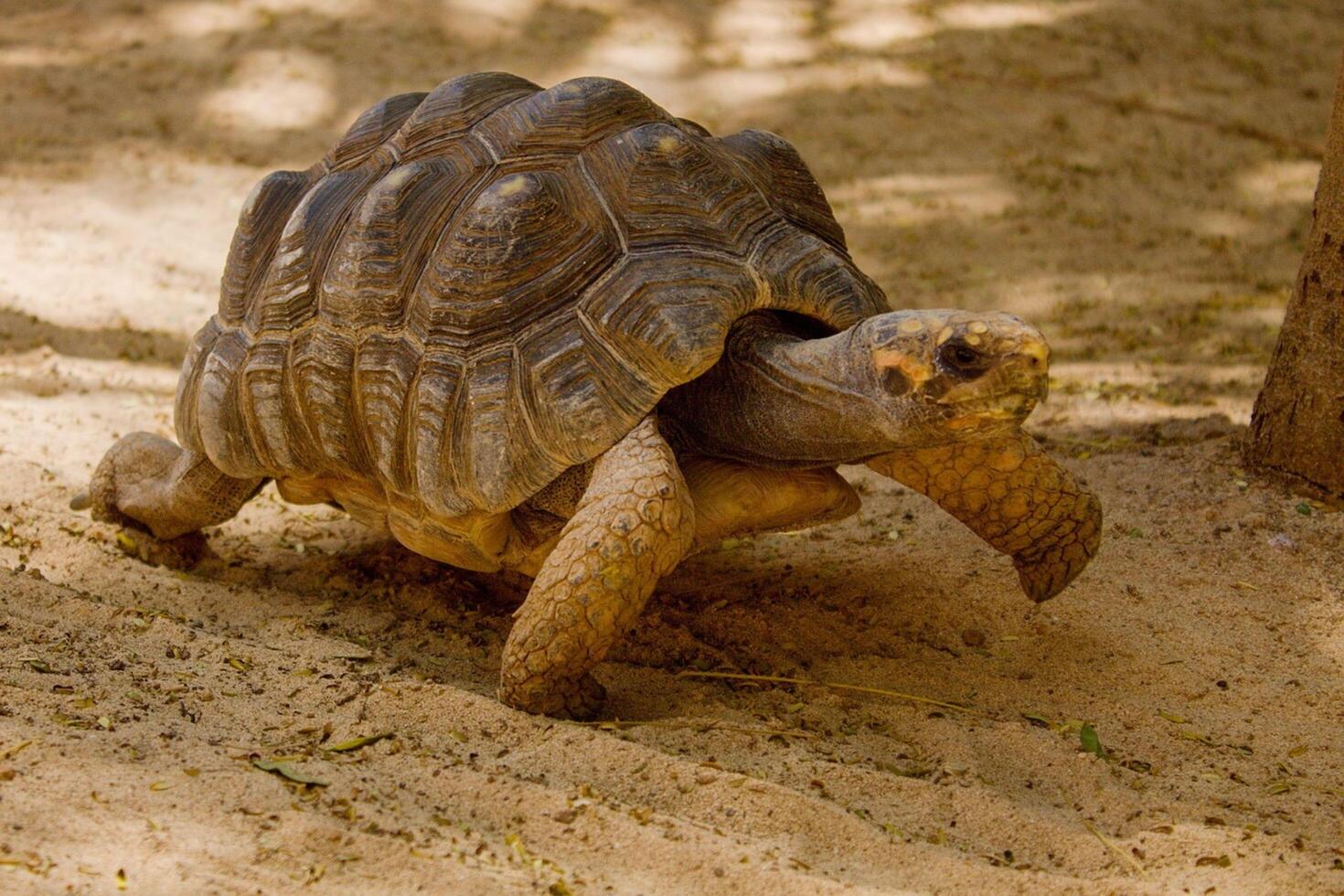 The Slow Walk of the Mountain Tortoise photo