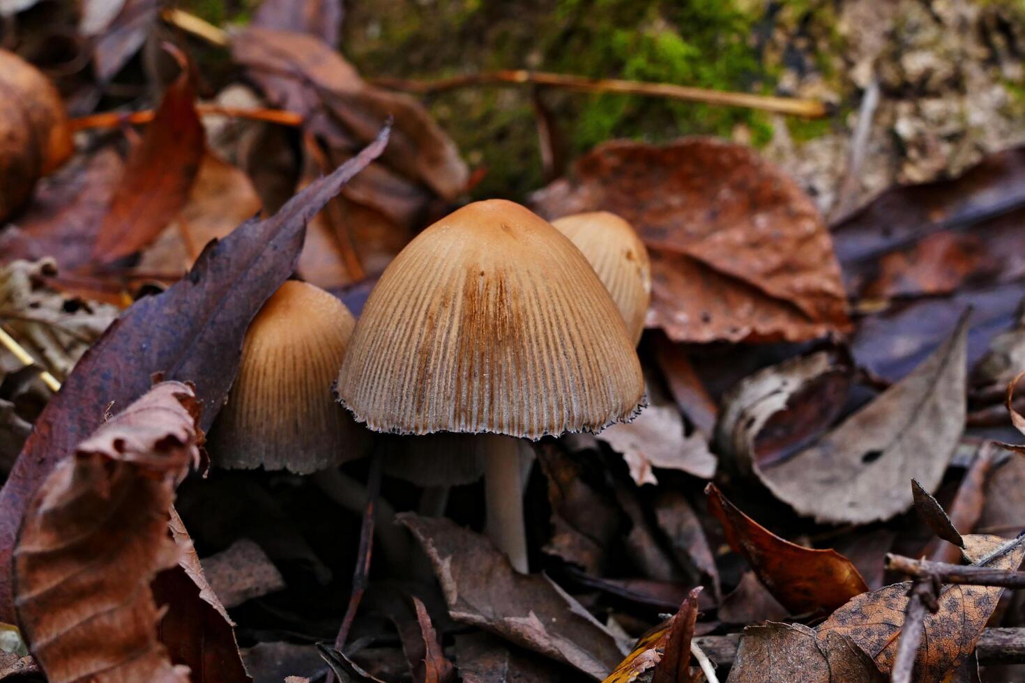 The Unique Beauty of Mountain Green Mushrooms photo