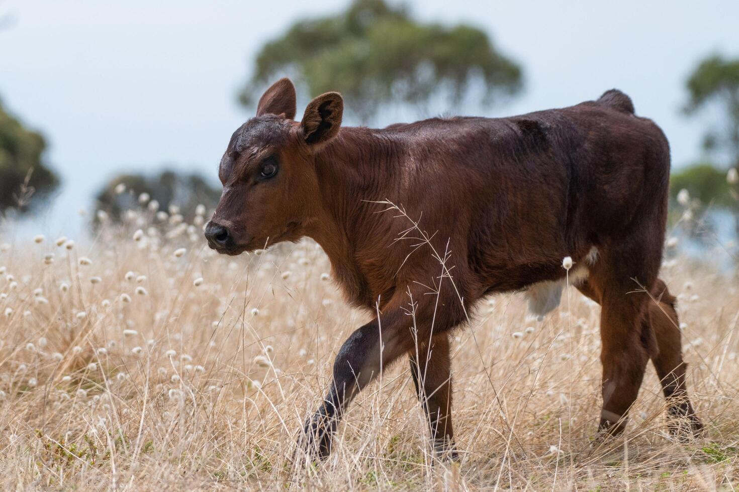 Graceful Elegance A Black Calf's Stroll Through the Field photo