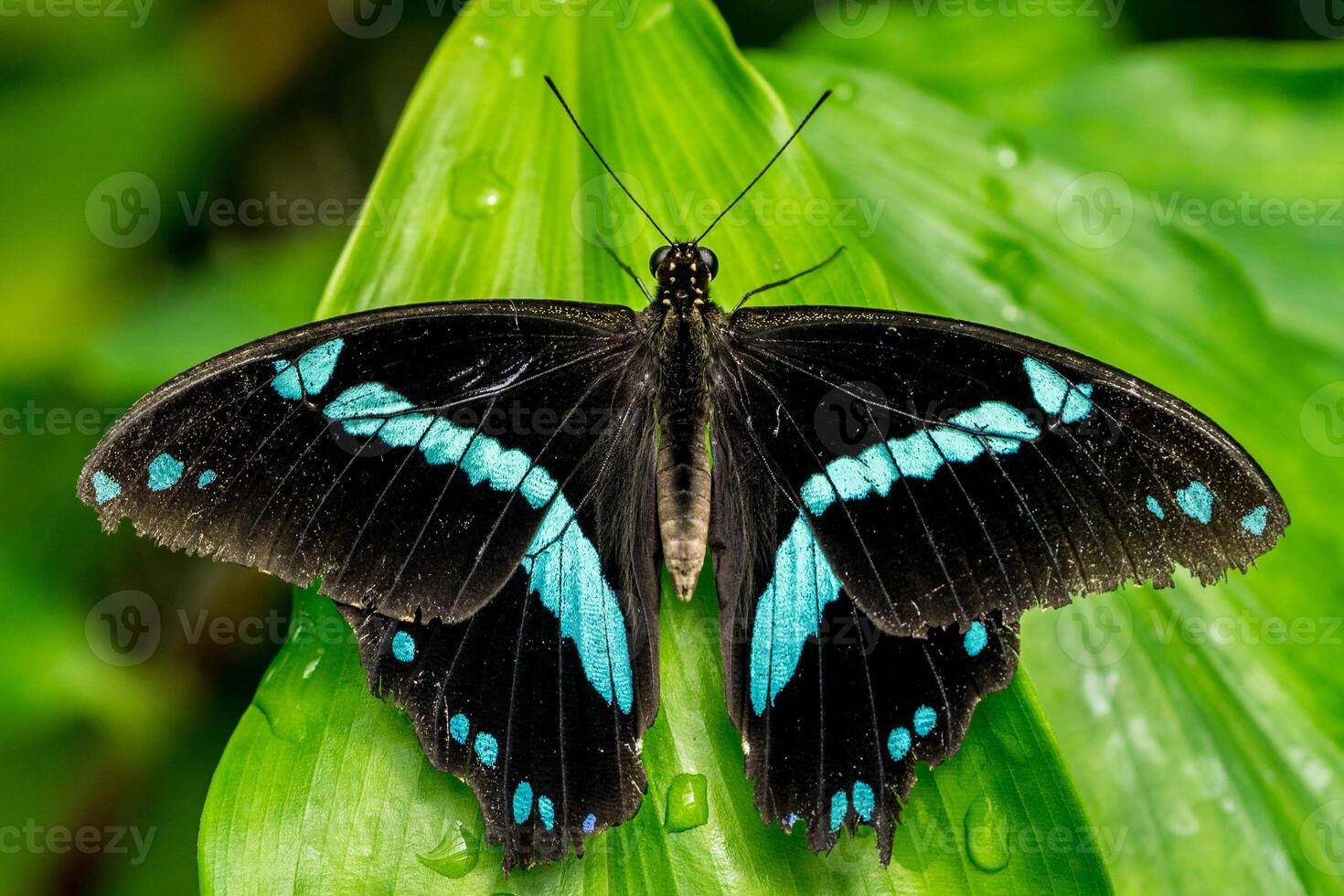 Papilio butterfly on a leaf photo