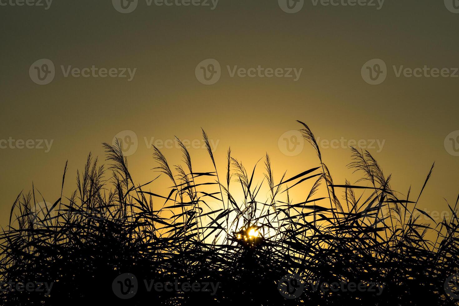 Beautiful summer sunset behind the silhouette of reeds of a small stream photo