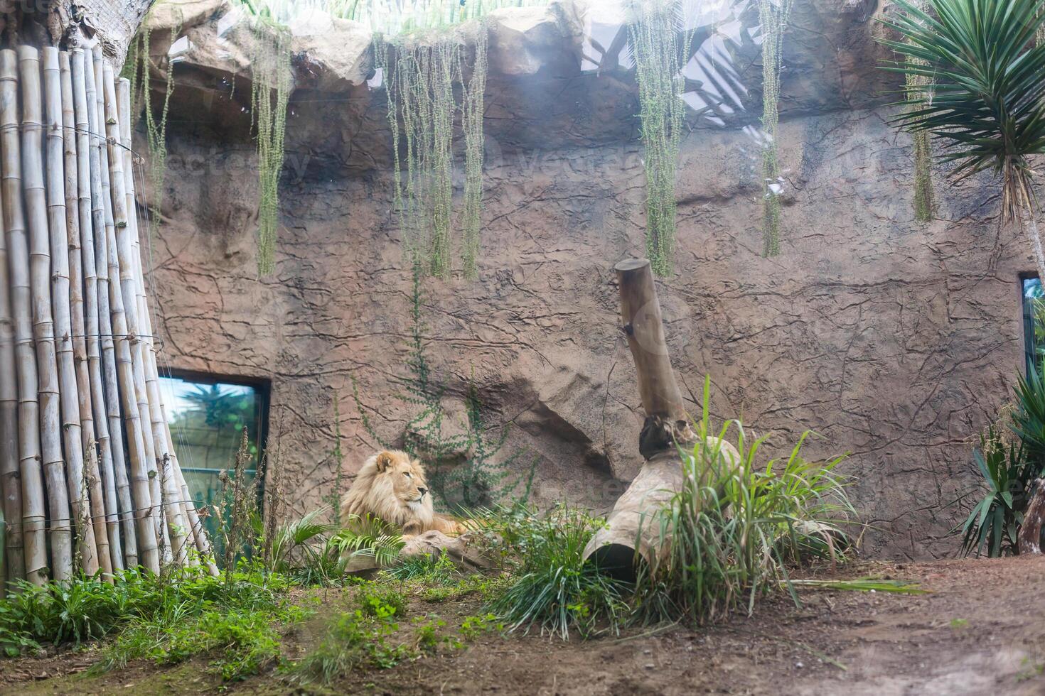 A lion lies on a stone and looks forward. photo