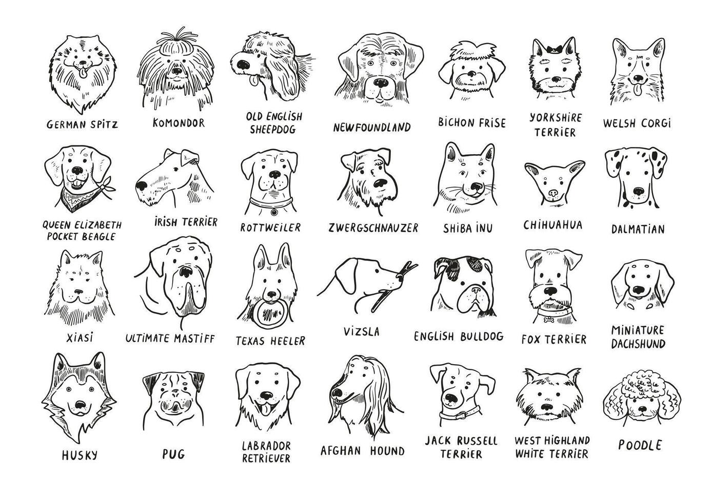 Set of different dog breeds illustration line. vector