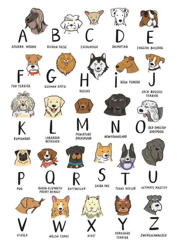 Set of different dog breeds illustration in a flat style. vector