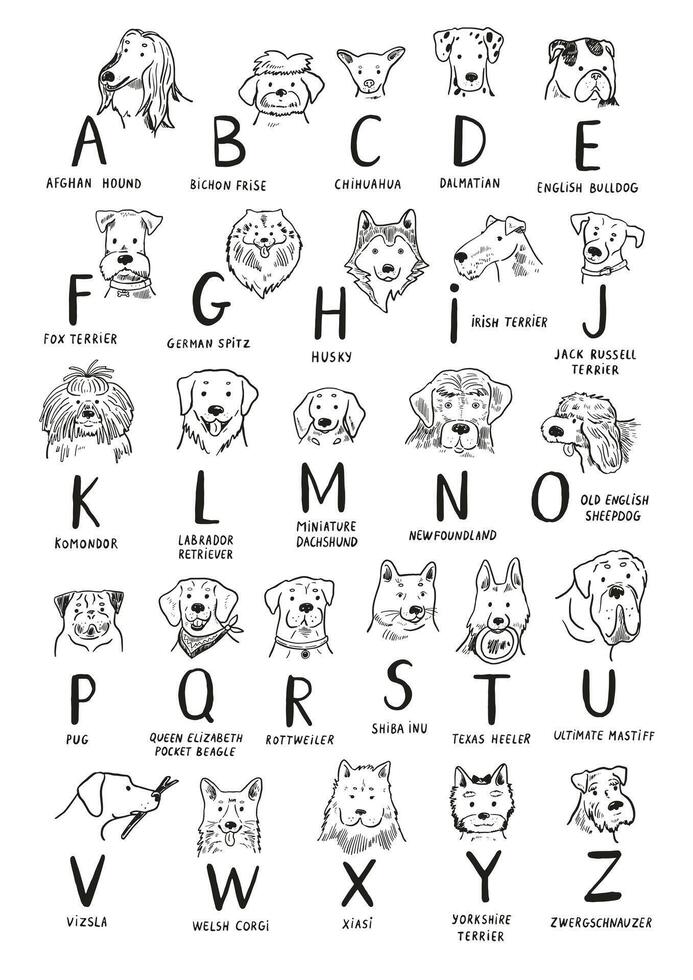 Set of different dog breeds illustration alphabet. vector