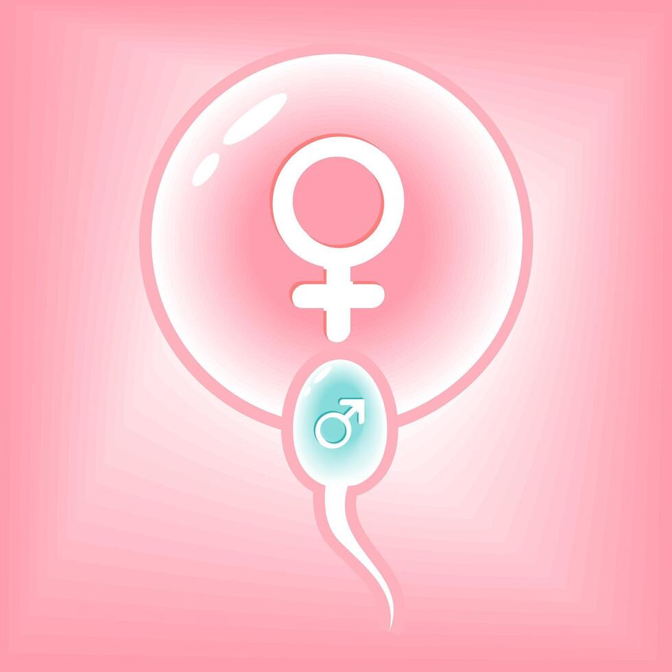 Sperm and egg. Human fertilization vector