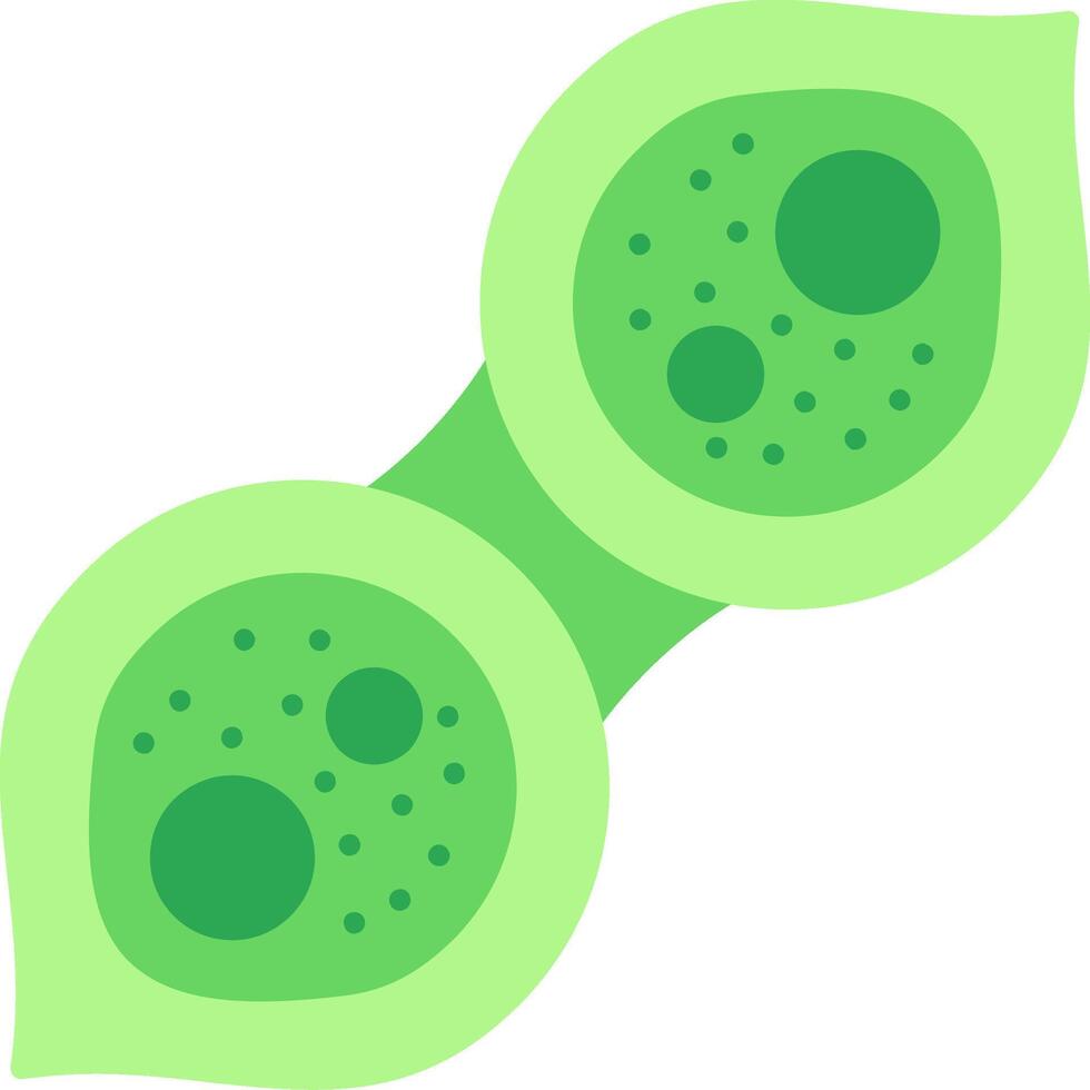 Pleurotaenium Ovatum Flat Icon vector