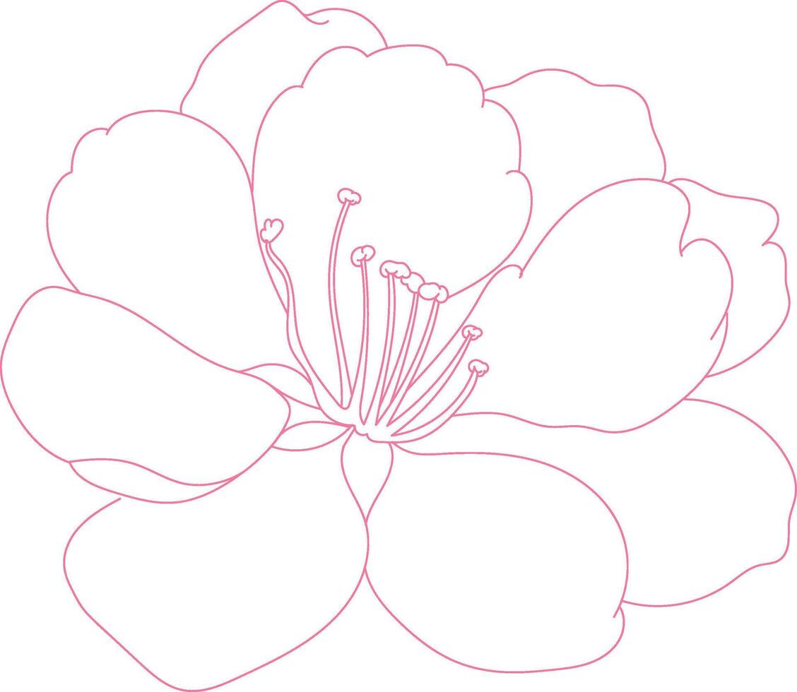 a drawing of a flower sakura with a pink line on it vector