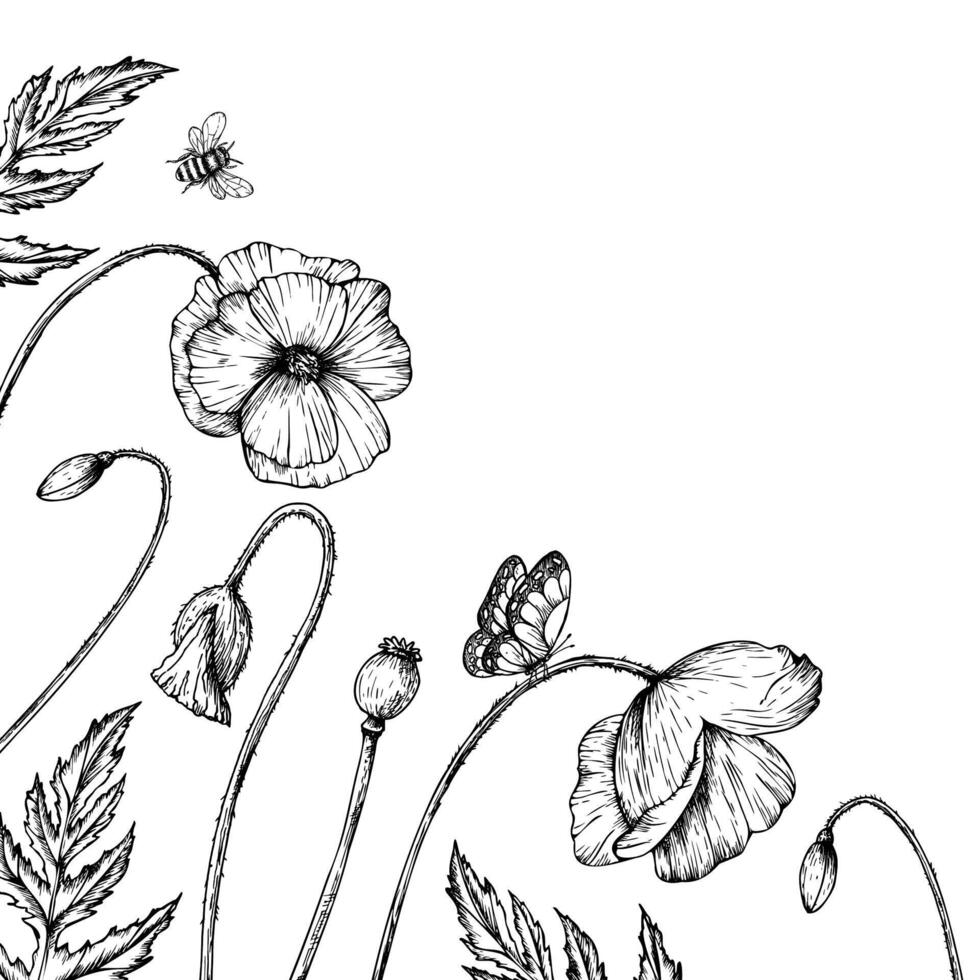 frame, postcard with poppies, butterflies and bumblebee. Hand painted linear papaver flowers. Graphic daisy isolated on background. Botanical and wedding illustration. For designers vector