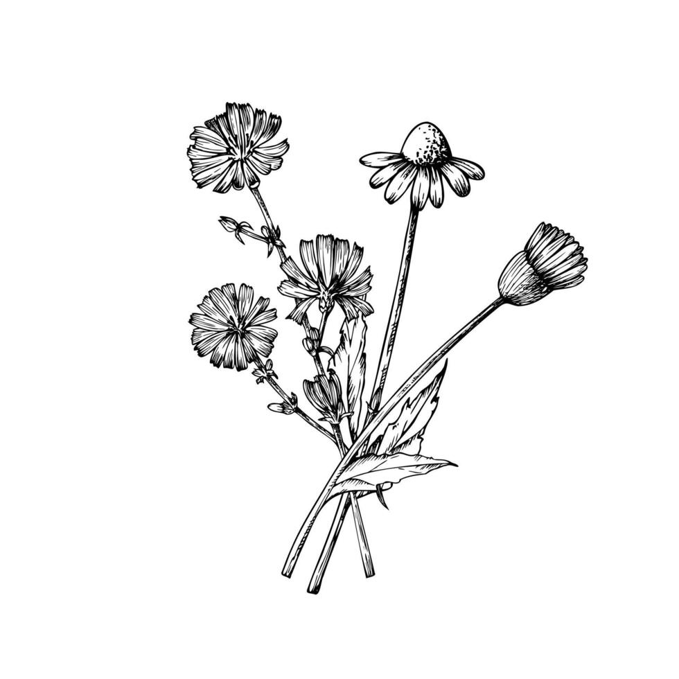 bouquet of wild flowers. Chamomiles and chicory. Hand painted linear flowers. Graphic daisy isolated on background. Botanical and wedding illustration. For designers, invitations, decoration vector