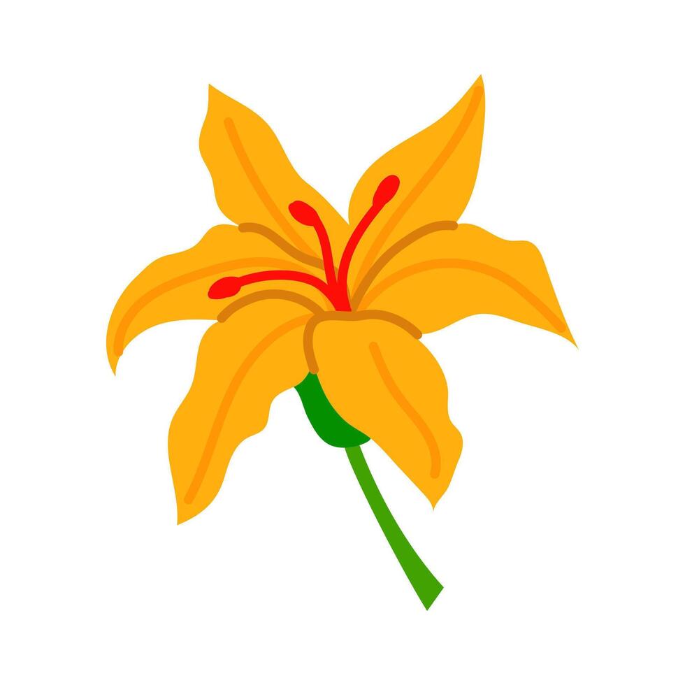 Isolated flat illustration of a Mexican lily flower, a theme of tropical decor. Yellow large open lily flower isolated on a white background. A flower on a stem with Mexican-themed pistils vector