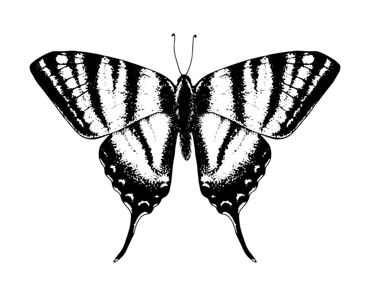 Butterfly podalirius swallowtail. Hand drawn illustration. Black and white graphic clip art on a background. Drawing of an insect with spread wings. Flying papilio sketch. For printing vector