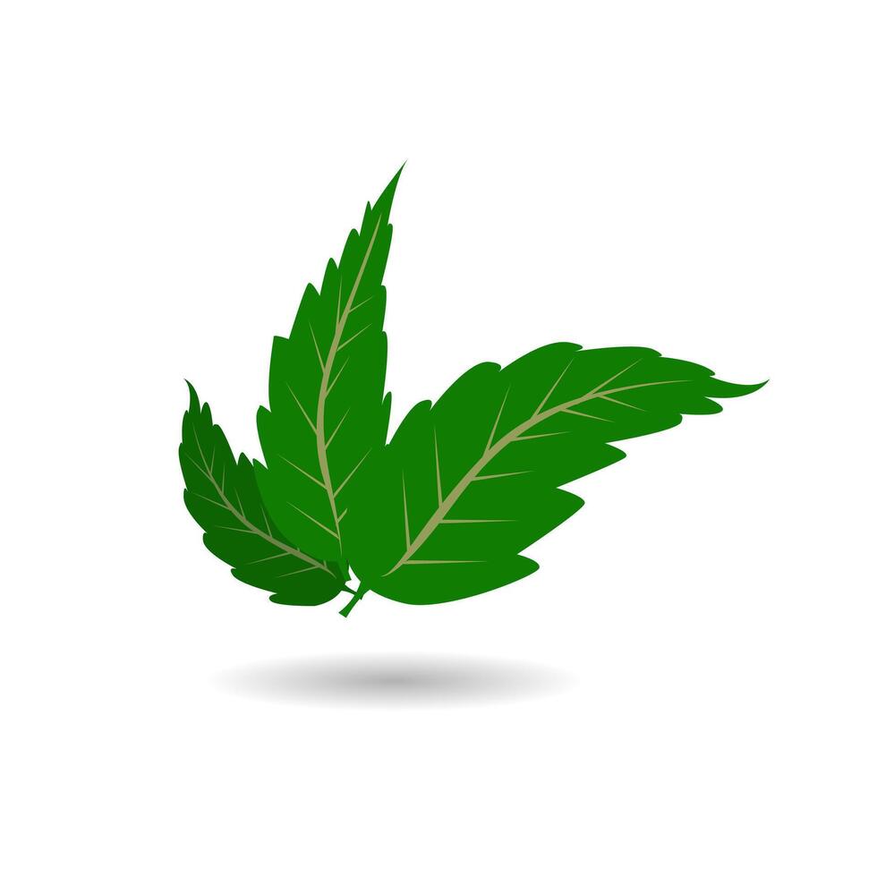 Neem Leaves Herbal Illustration Design vector