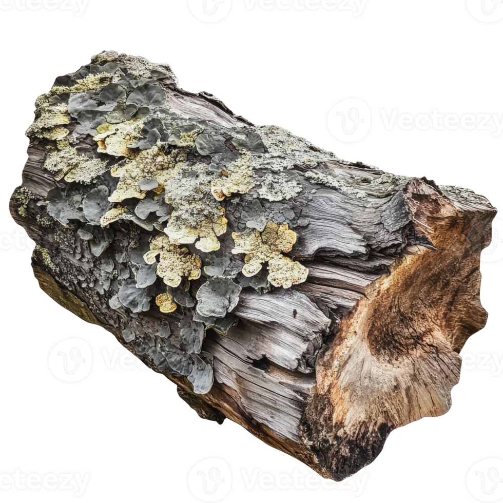 Moss-covered log found in a forest during autumn png