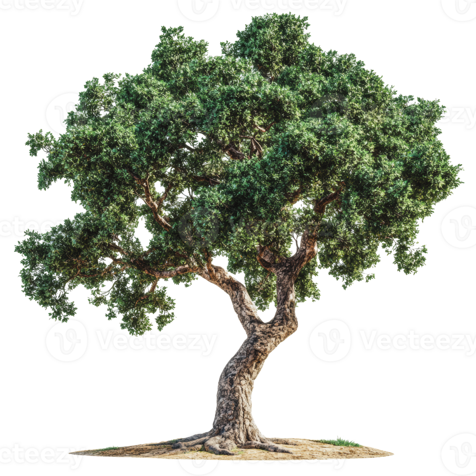 Majestic curved tree with lush green foliage png