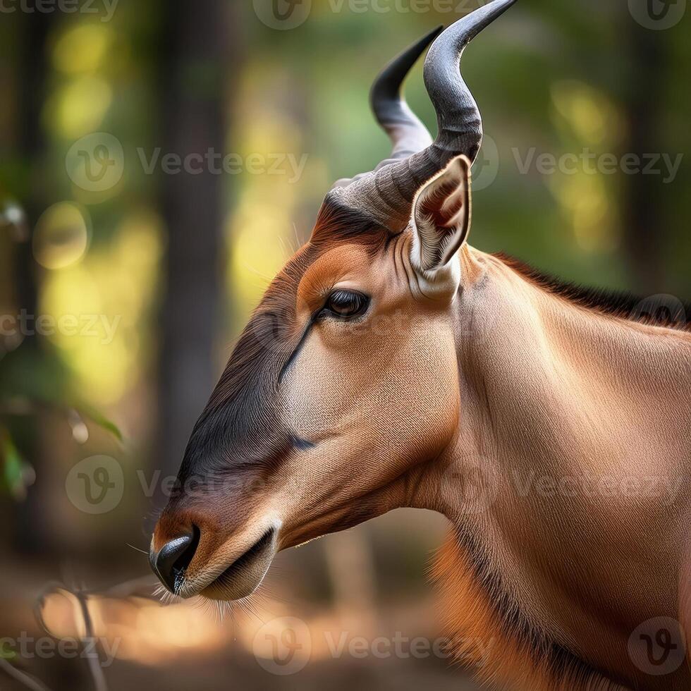 Common Tsessebe Portrait photo