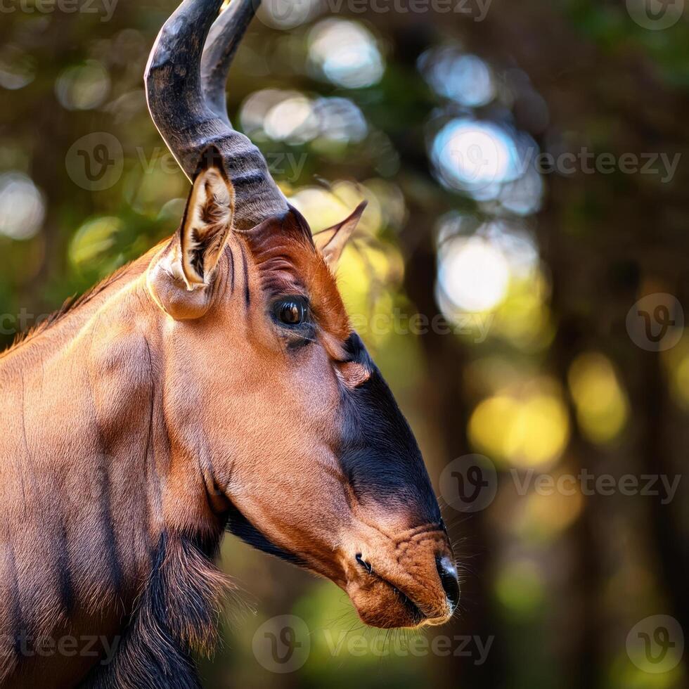 Common Tsessebe Portrait photo