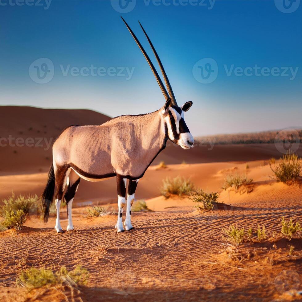 Gemsbok in Desert Landscape photo
