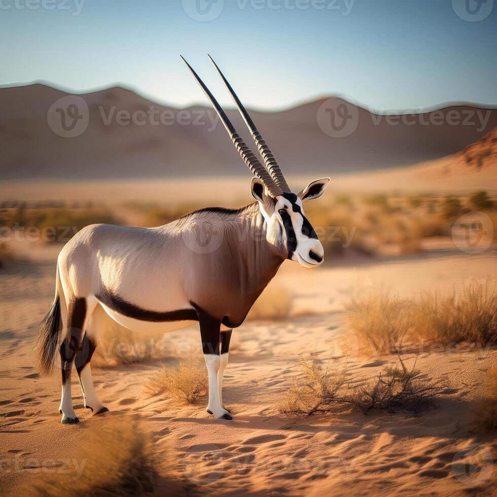 Gemsbok in Desert Landscape photo