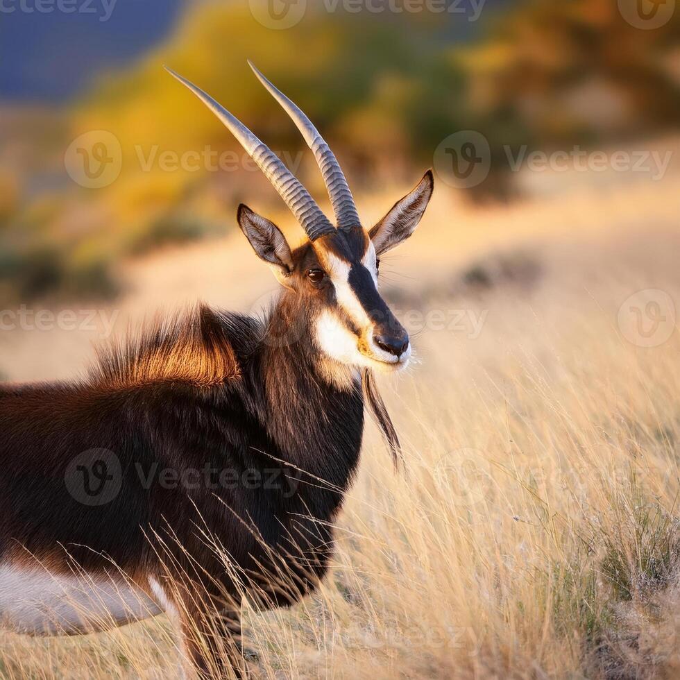 Majestic Antelope Portrait photo