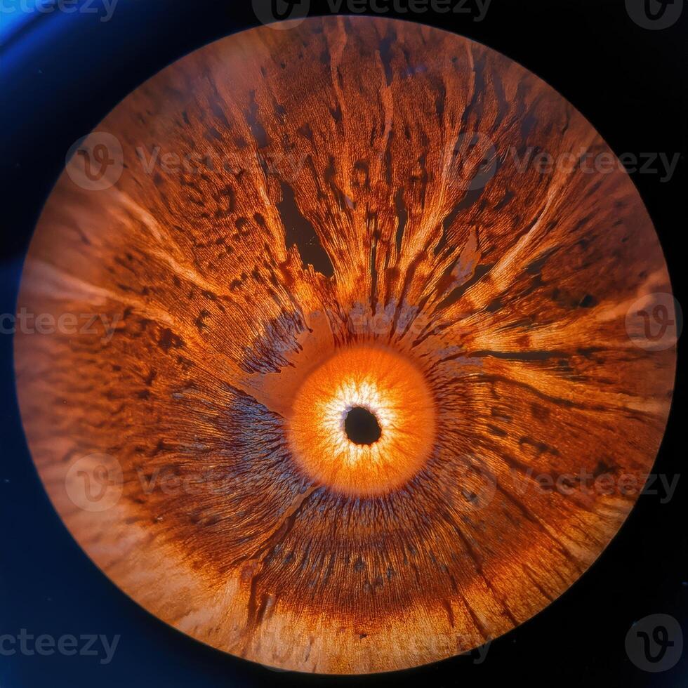 retinal scan capturing the intricate structure photo