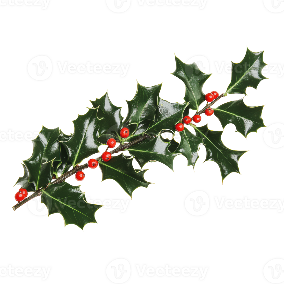 Holly branch with bright red berries in daylight png
