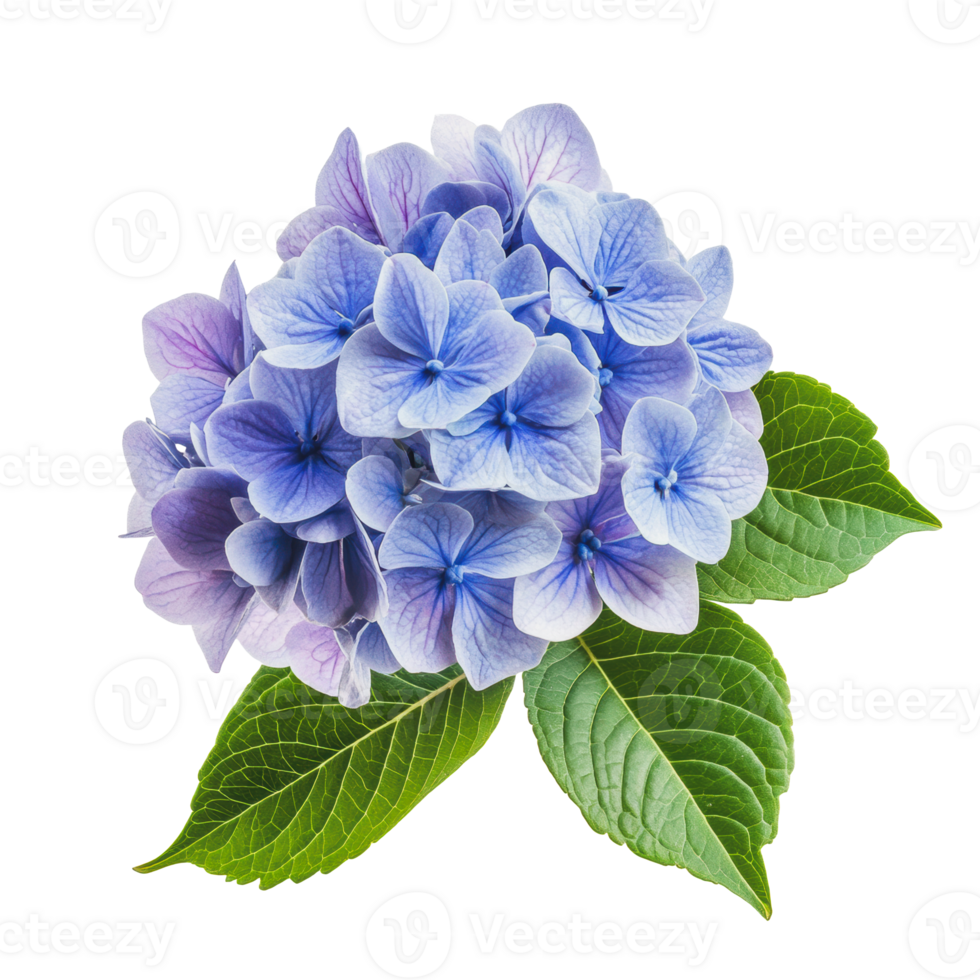 Blue hydrangea bouquet with green leaves png