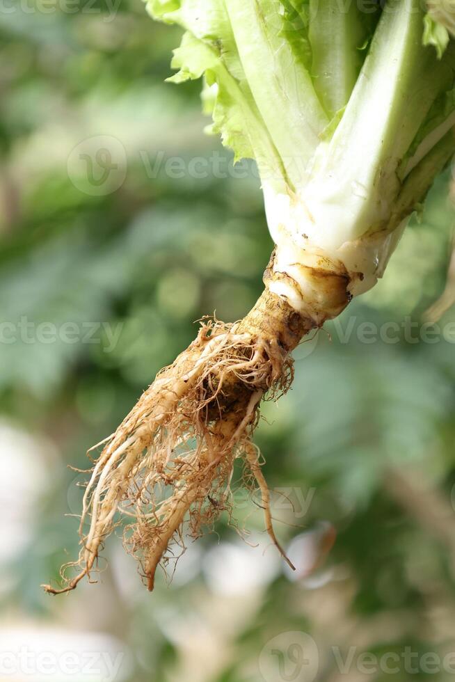 Close Up Lettuce Roots photo