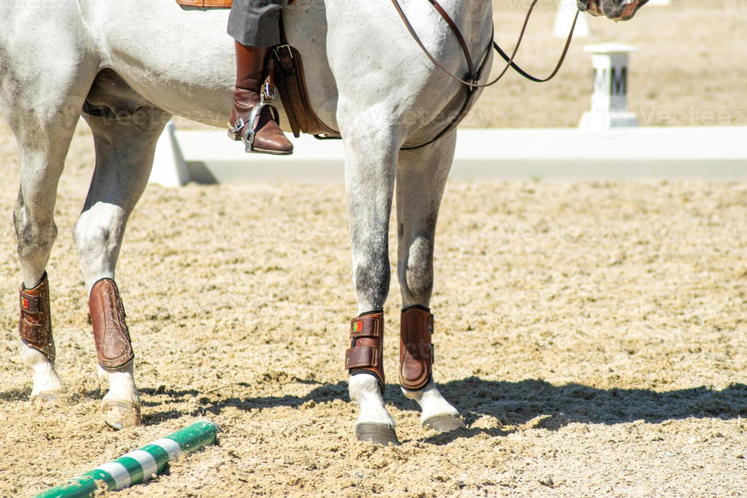 legs of a purebred white horse in an equestrian competition photo