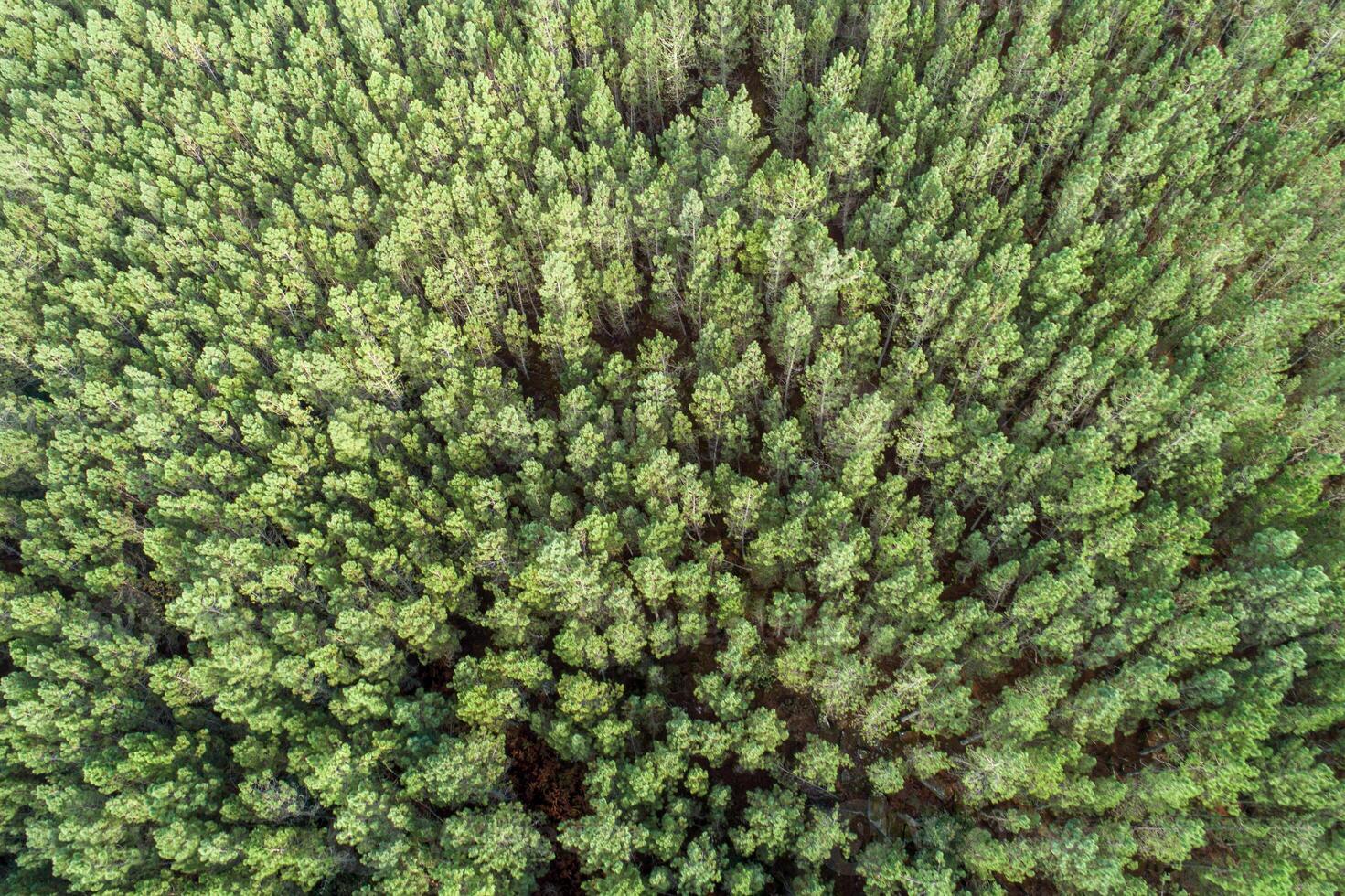 Aerial overhead view with drone of summer green pine trees forest in rural Spain. photo