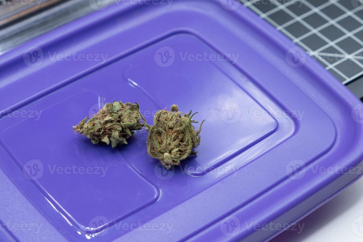 TWO SMALL BUDS OF MARIJUANA, MEDICINAL CANNABIS SATIVA photo