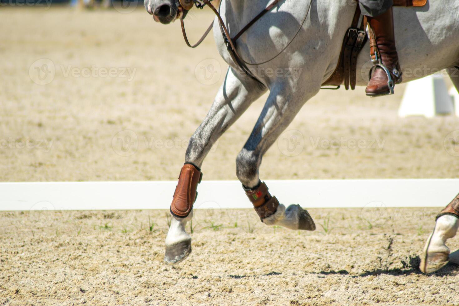 legs of a purebred white horse galloping in an equestrian competition photo