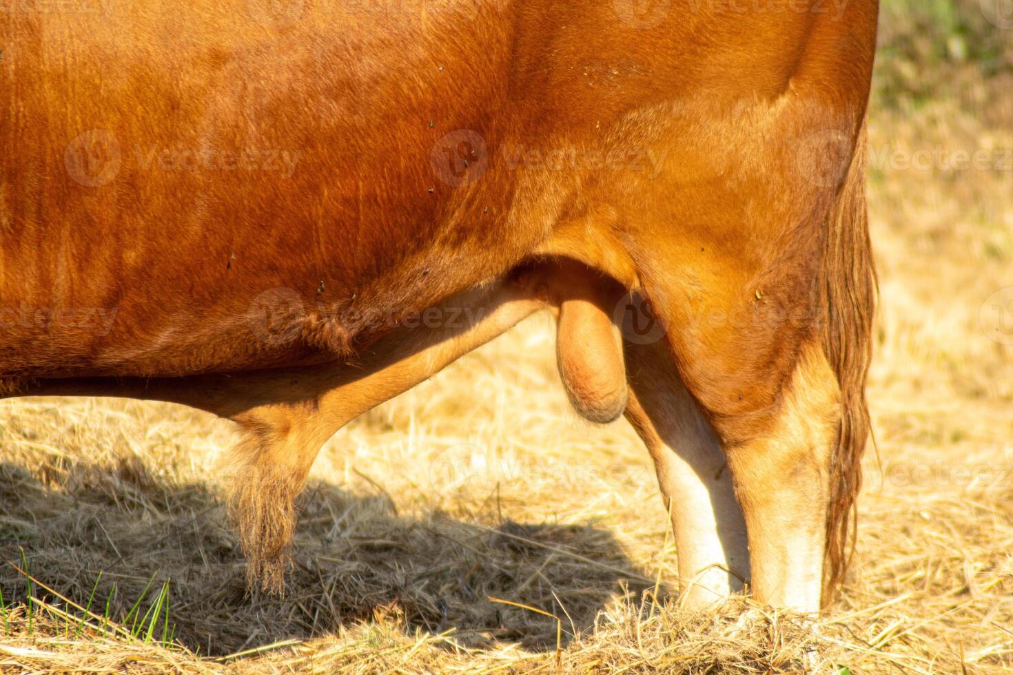 detailed view of the quarter trase and testicles of a breeding bull photo