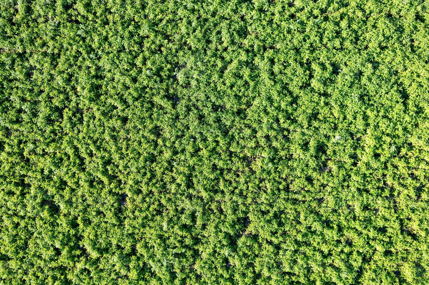drone aerial view of potato fields in summer, agriculture concept photo