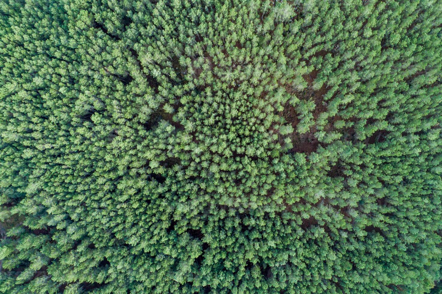Aerial top drone view of summer green pine trees forest in rural Spain. photo