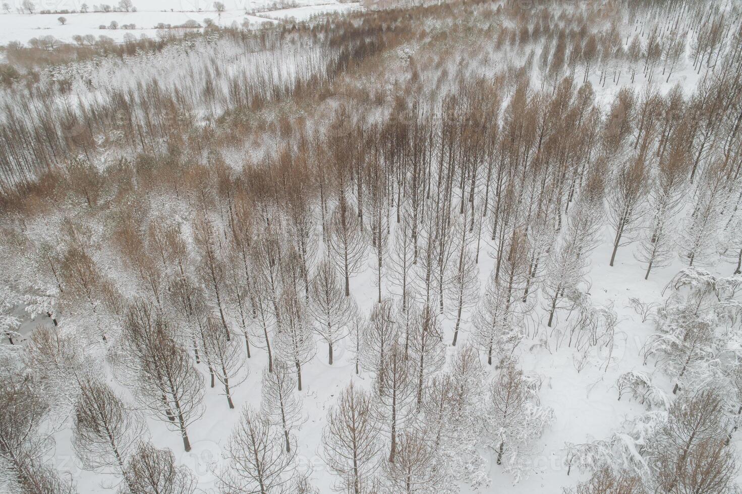 Aerial drone view of a frozen forest with snow covered pine and fir trees at winter time photo