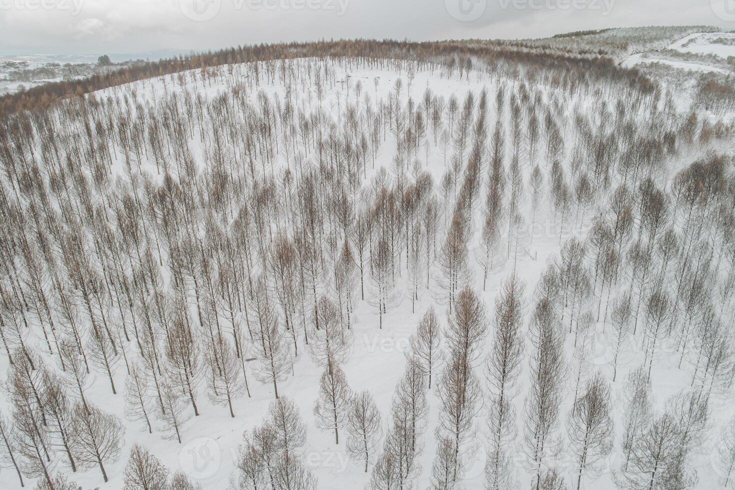 Aerial drone view of a frozen forest with snow covered pine and fir trees at winter season photo