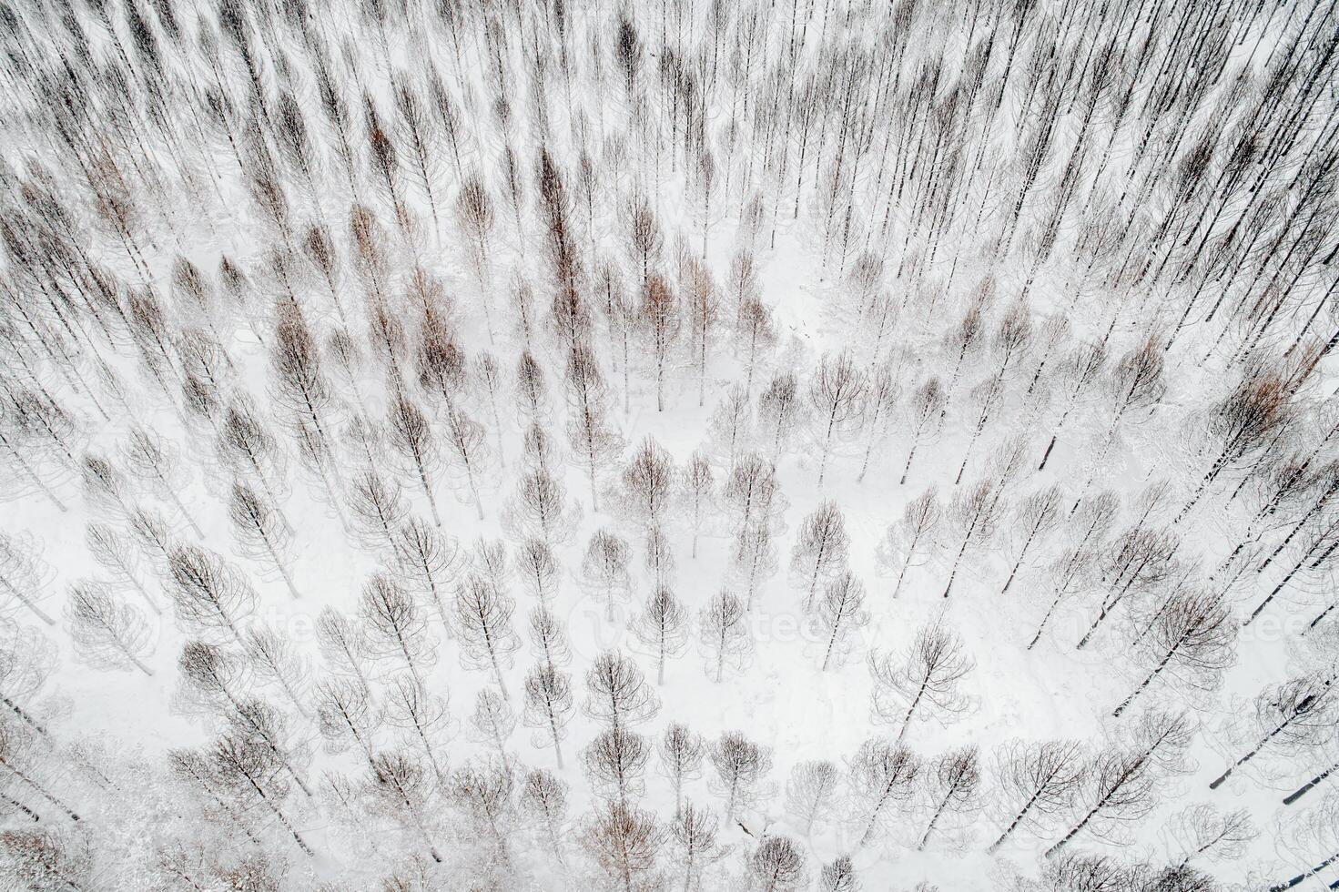 Aerial drone top view of a frozen forest with snow covered pine and fir trees at winter. photo