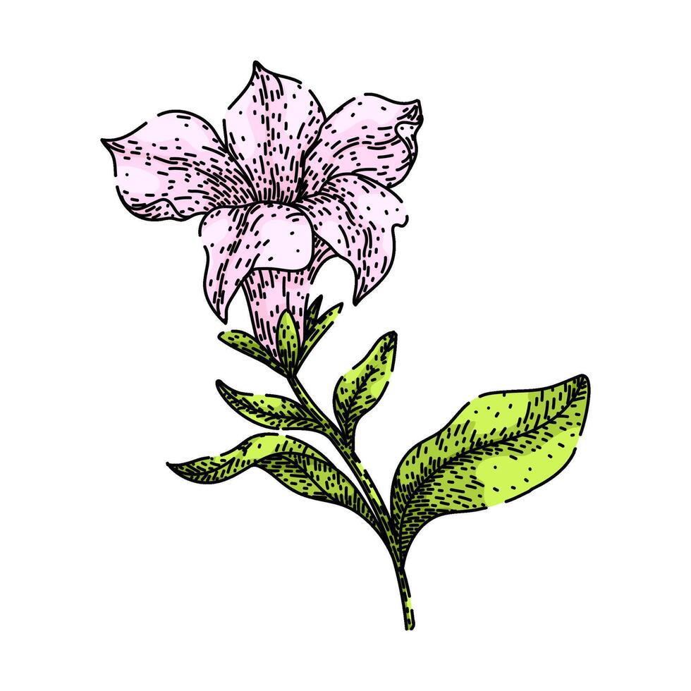 colors petunia sketch hand drawn vector