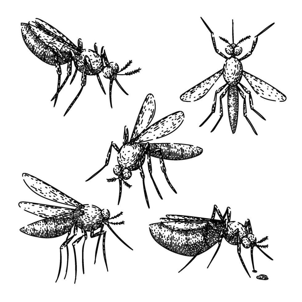 mosquito set sketch hand drawn vector