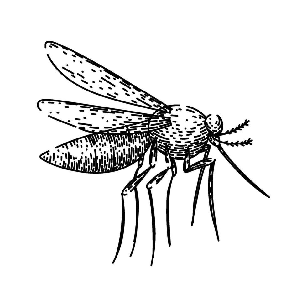 dengue mosquito sketch hand drawn vector