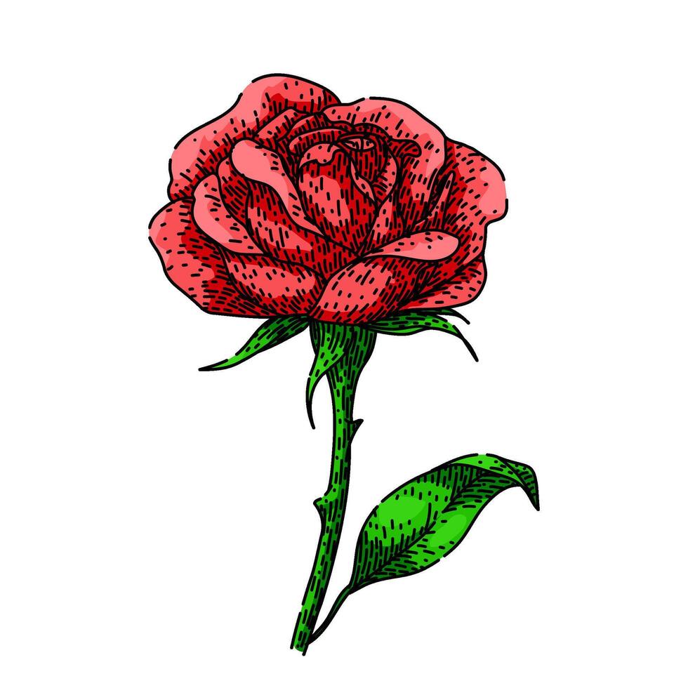 garden rose flower sketch hand drawn vector