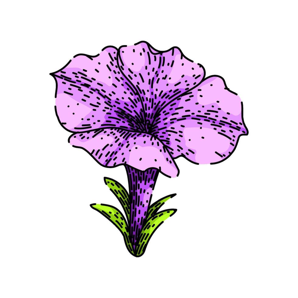 flowers petunia sketch hand drawn vector