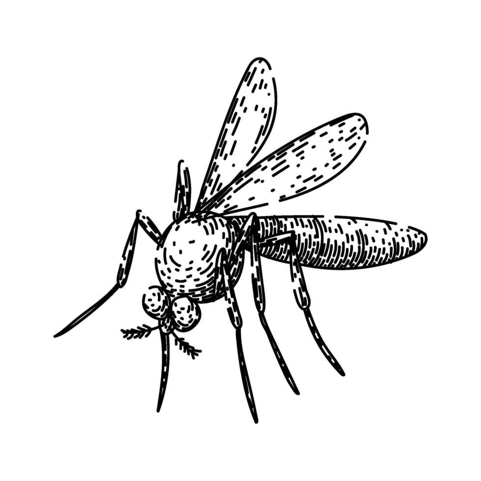 zika mosquito sketch hand drawn vector