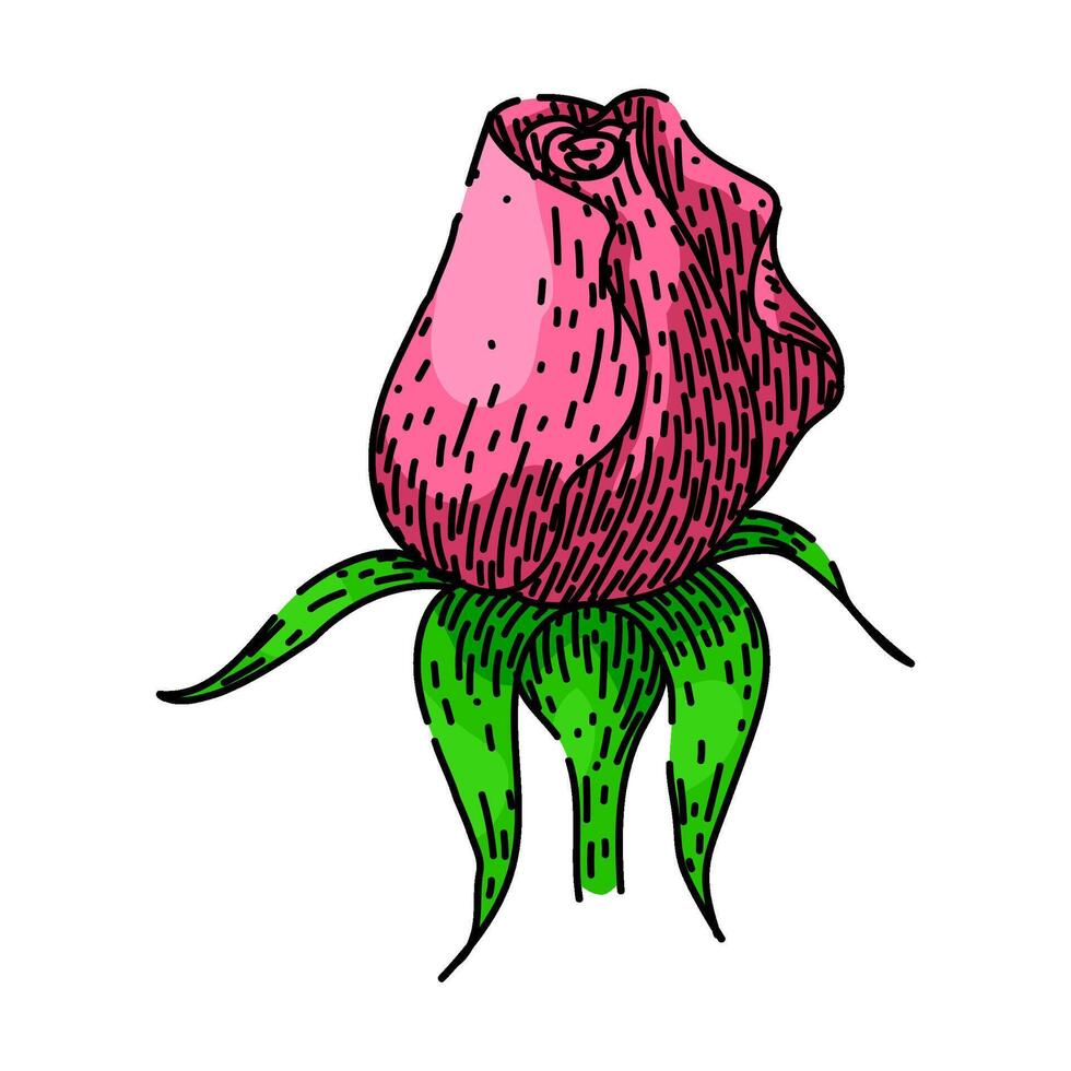 bloom rose flower sketch hand drawn vector