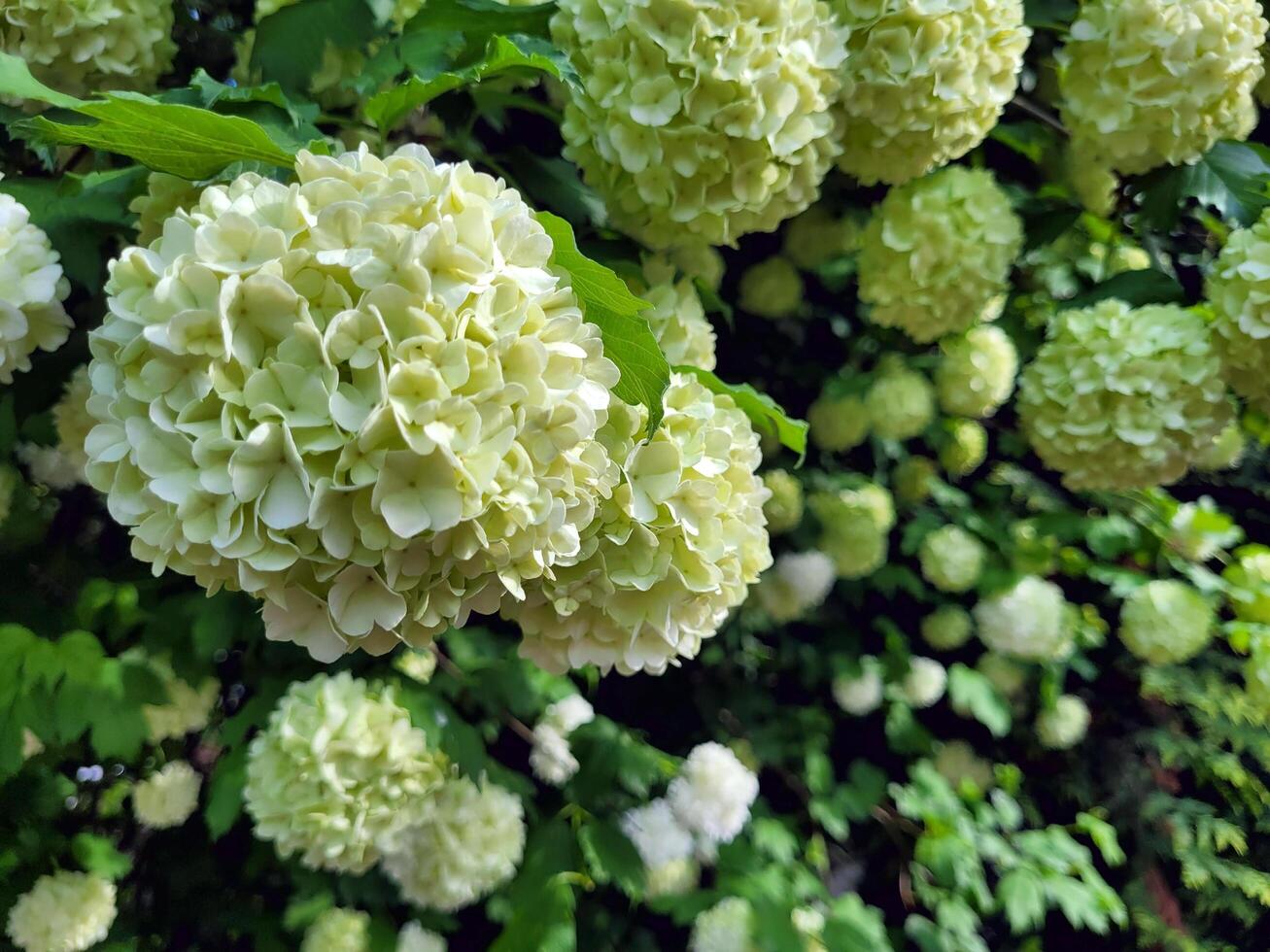 close up of hydrangea flowers photo
