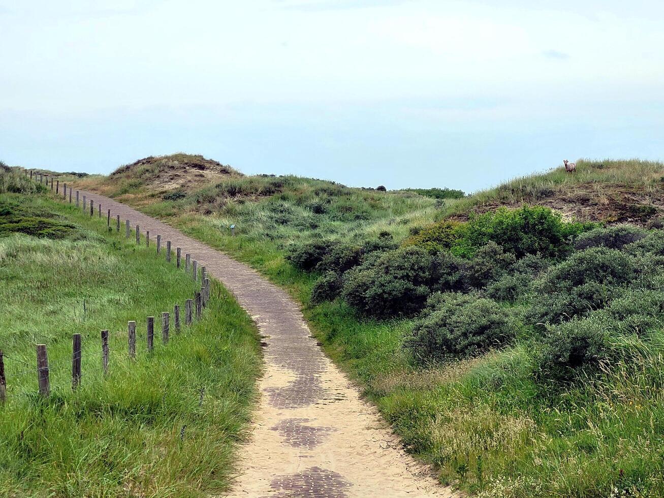 Road in the green dunes photo